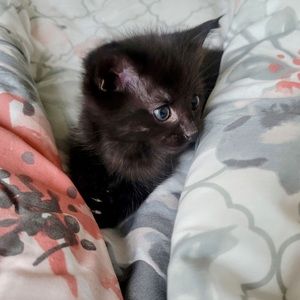 Meet your Posher, Milla